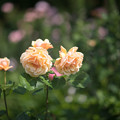 写真: 54花菜ガーデン【春バラ：シンシア・ブルック】1