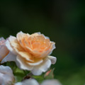 写真: 72花菜ガーデン【春バラ：グレイス】