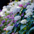 写真: 12花菜ガーデン【田んぼたんぼ周辺の紫陽花(白系)】4銀塩NLP