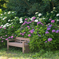 写真: 17花菜ガーデン【田んぼたんぼ周辺の紫陽花(赤系)】1