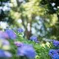 写真: 22花菜ガーデン【双子山の紫陽花(青系)】1