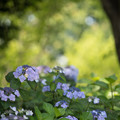 写真: 26花菜ガーデン【双子山の紫陽花(額系)】1