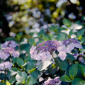 28花菜ガーデン【双子山の紫陽花(額系)】3銀塩NLP