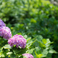 30花菜ガーデン【双子山の紫陽花(赤系)】1