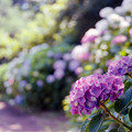 31花菜ガーデン【双子山の紫陽花(赤系)】2銀塩NLP