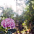 33花菜ガーデン【双子山の紫陽花(赤系)】4銀塩NLP