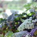35花菜ガーデン【双子山のカシワバ紫陽花】2銀塩N