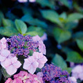 29花菜ガーデン【双子山の紫陽花(額系)】4銀塩NLP