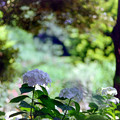 36花菜ガーデン【双子山の紫陽花(白系)】1銀塩N