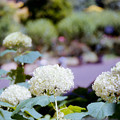 37花菜ガーデン【双子山の紫陽花(白系)】2銀塩NLP