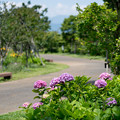 38花菜ガーデン【槿花の小径の紫陽花】1