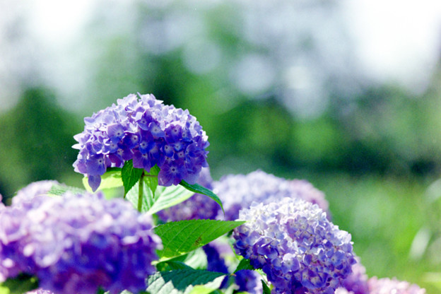 39花菜ガーデン【槿花の小径の紫陽花】2銀塩N