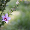 写真: 29神代植物公園【ムクゲ：紫細弁】1
