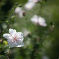 写真: 33神代植物公園【ムクゲ：ピンク・デライト】