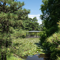 写真: 47神代植物公園【睡蓮池の様子】1