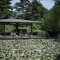 48神代植物公園【睡蓮池の様子】2