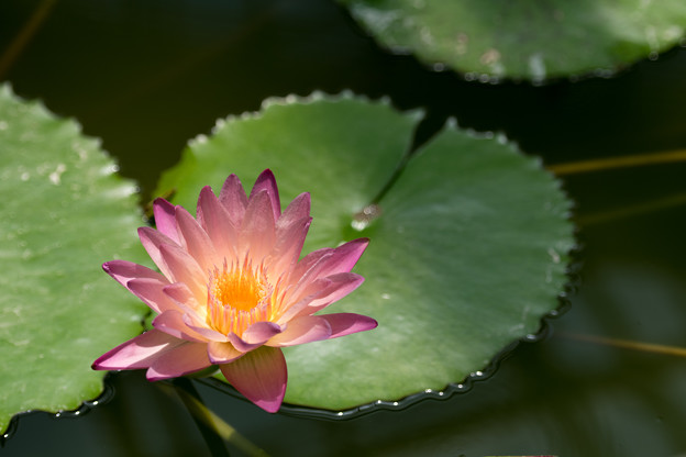 写真: 54神代植物公園【温室の花：熱帯スイレン(アフター・グロー)】