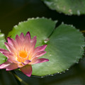 54神代植物公園【温室の花：熱帯スイレン(アフター・グロー)】