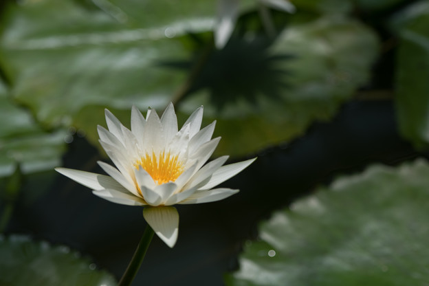 写真: 55神代植物公園【温室の花：熱帯スイレン(ホワイトパール)】