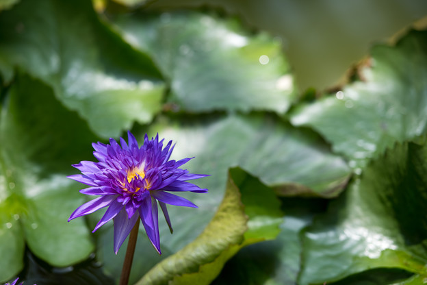 写真: 56神代植物公園【温室の花：熱帯スイレン(キング・オブ・サイアム)】