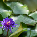 56神代植物公園【温室の花：熱帯スイレン(キング・オブ・サイアム)】