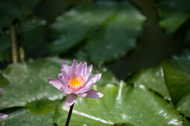 写真: 57神代植物公園【温室の花：熱帯スイレン(ジェネラル・パーシング)】