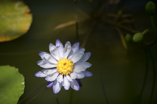 写真: 58神代植物公園【温室の花：熱帯スイレン(ニンファエア・ギガンテア)】