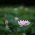 10花菜ガーデン【蓮の花：105mm_f1．4】2