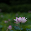 写真: 14花菜ガーデン【蓮の花：200-500mm_f5．6】2