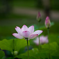 15花菜ガーデン【蓮の花：200-500mm_f5．6】3