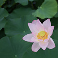 写真: 17花菜ガーデン【蓮の花：35mm_f1．8】1