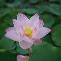 19花菜ガーデン【蓮の花：35mm_f1．8】3