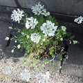 写真: オルレアの花　2