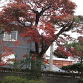 写真: 庭の楓紅葉