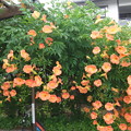 写真: ご近所のノウゼンカズラの花