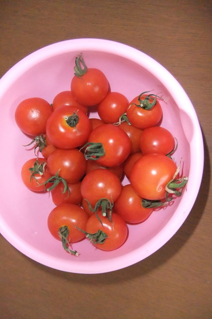 自家製のトマトを買いました
