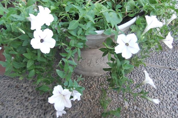 ペチュニアの白い花
