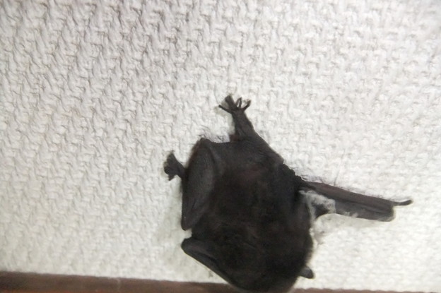 家の中に蝙蝠吃驚です