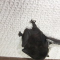 写真: 家の中に蝙蝠吃驚です