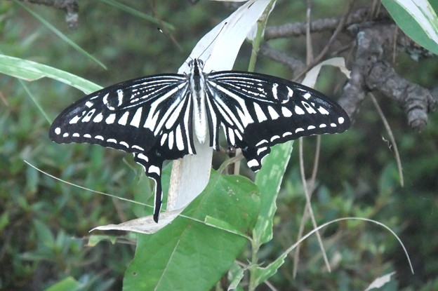 写真: 早起きは三文の徳　アゲハ蝶