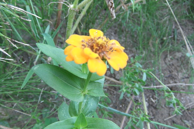 写真: ジニアの黄色い花