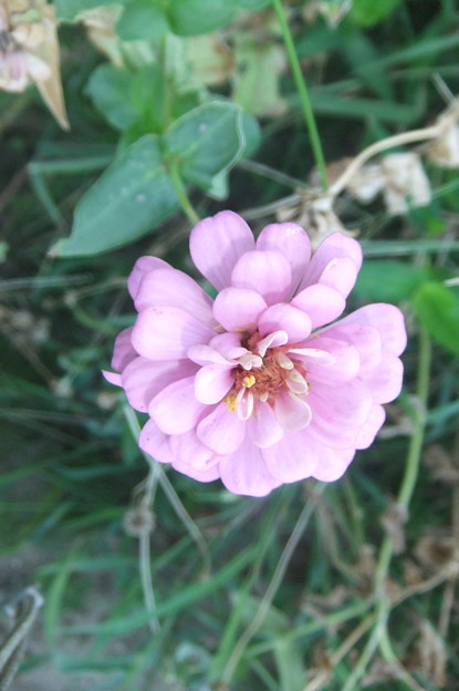 写真: ジニアのピンクの花