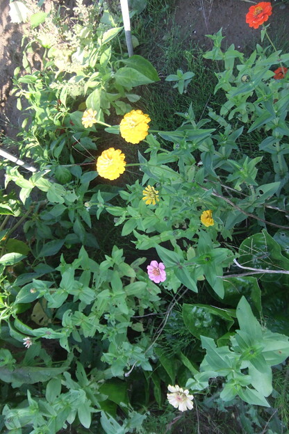 写真: ジニアの花が咲いています