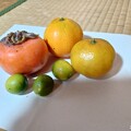 写真: 頂いた柿、蜜柑