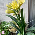 写真: 黄色い君子蘭の花