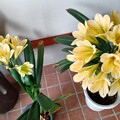 黄色い君子蘭の花　2