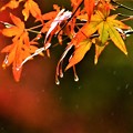 写真: 雨の日の紅葉（１）