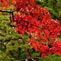 写真: 雨の日の紅葉（８）
