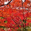 写真: 雨の日の紅葉（１５）