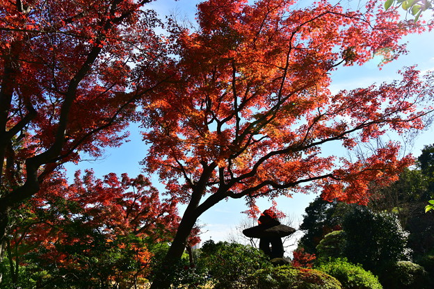 写真: 須磨離宮公園の紅葉(8)